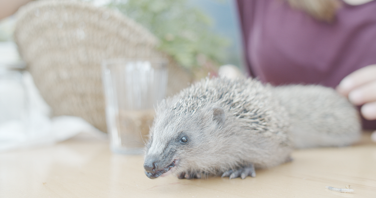 TEA 2021 Tierschutzengagement des Jahres Wildtierhilfe Vorarlberg_Igel
