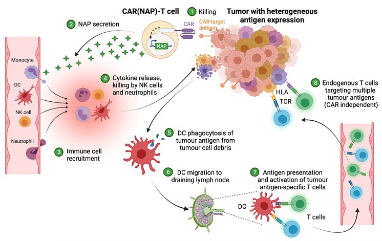 The mechanisms of action