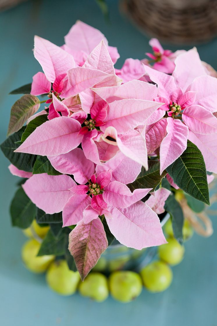 Höststjärna - Euphorbia pulcherrima Princettia-Serien