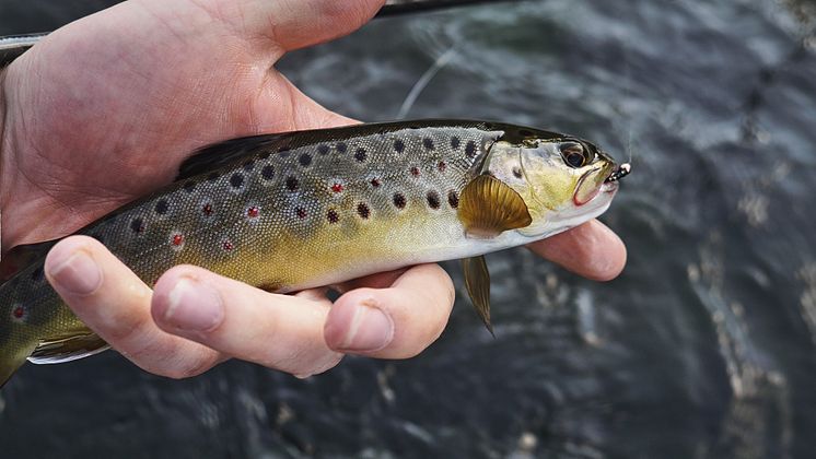 Krok i Fiskemun