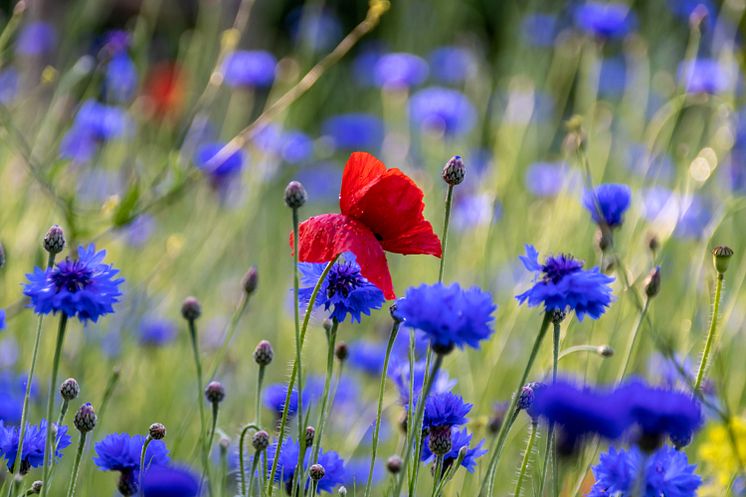 Sommarblommor