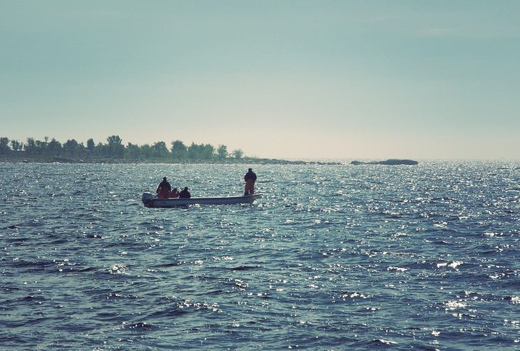 Så mår svensk fisk: Negativ utveckling för siklöja och hummer – uppåt för strömming och sik