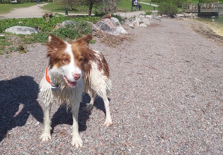 Hunden Jenny i Edsbergsparken.jpg