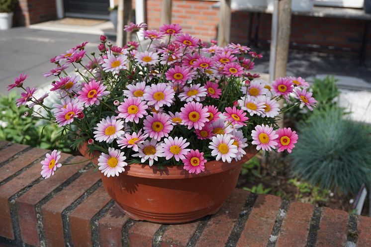 Margerit, Argyranthemum-frutescens-Madeira-Pink-Halo