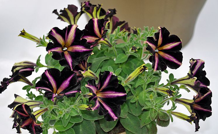 Storblommig Petunia