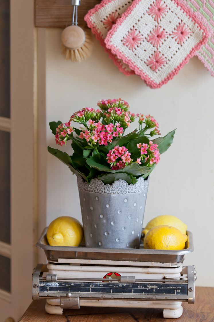 Kalanchoe blossfeldiana, Höstglöd