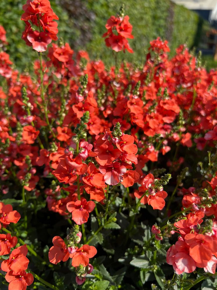 Diascia barberae Trinity Sunset_2024