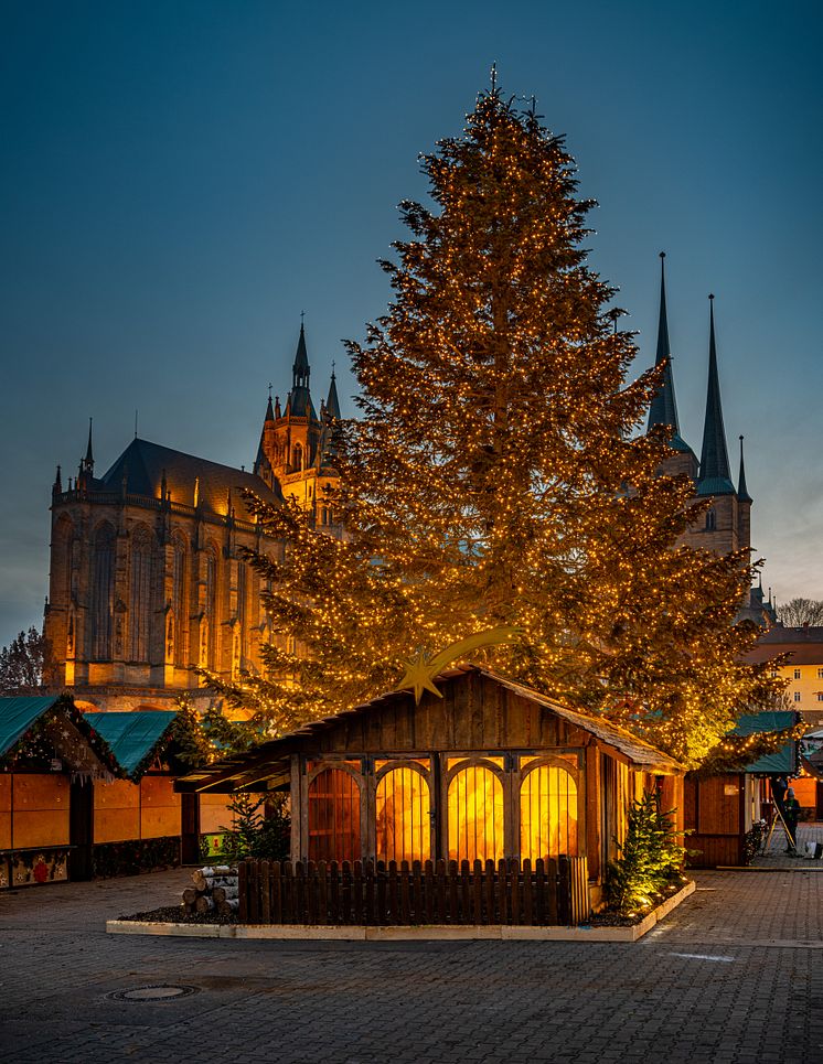10. Weihnachtsbaum in Erfurt