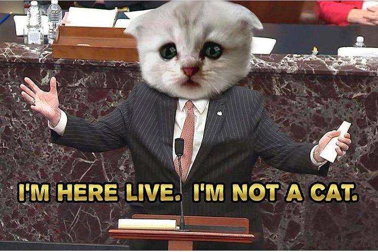 not-a-cat