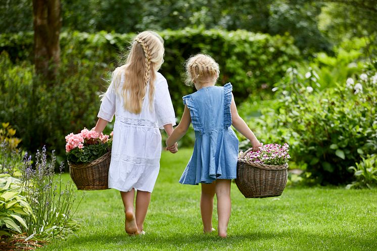 Pelargoner till Mors Dag