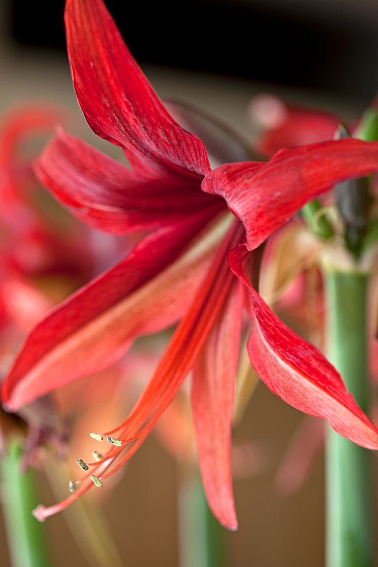 Röd amaryllis närbild