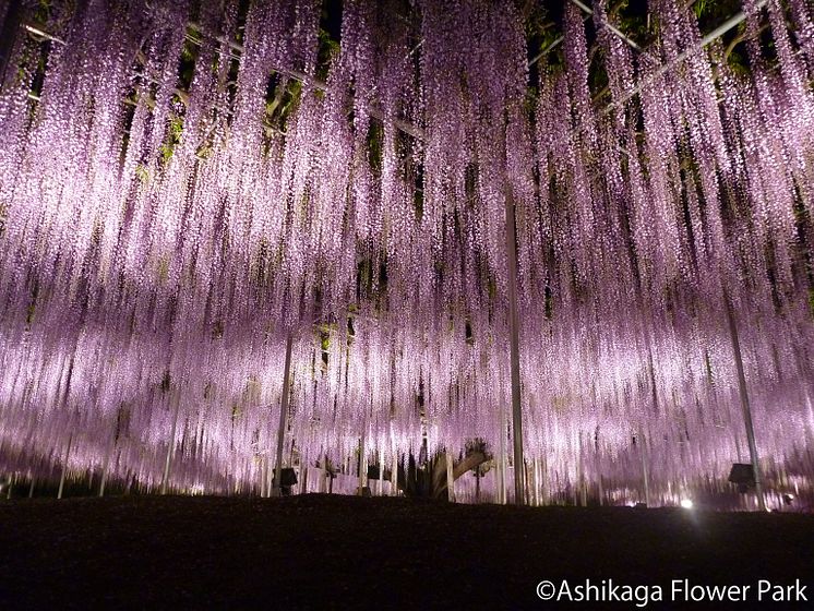 Asshikaga Flower Park(3)