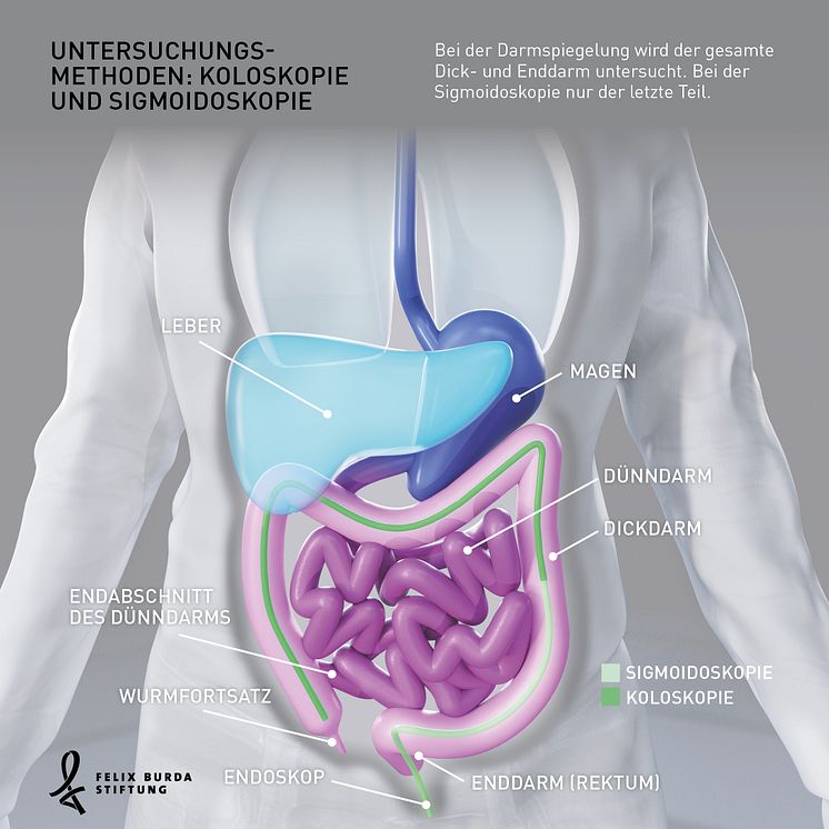 Koloskopie und Sigmoidoskopie - zwei Untersuchungsmethoden des Darms