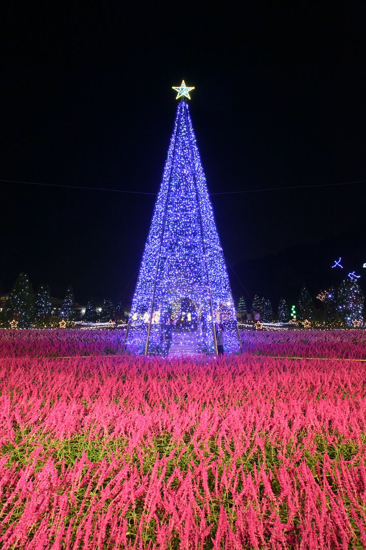 Amethyst Sage Light-Up @ Ashikaga Flower Park