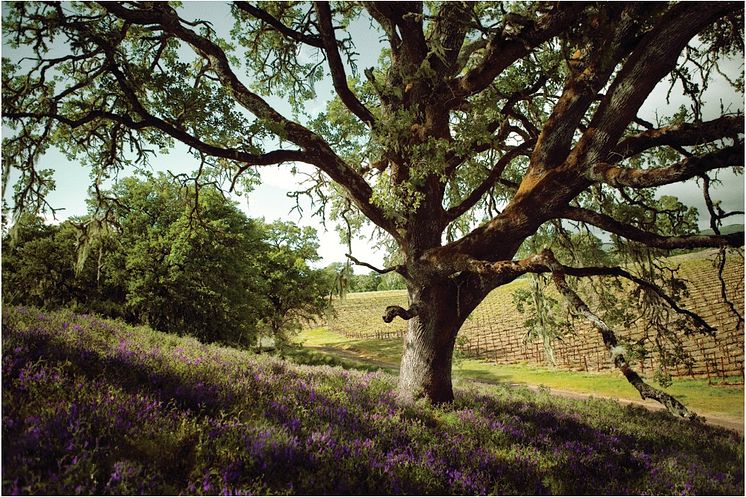 Fetzer Vineyards