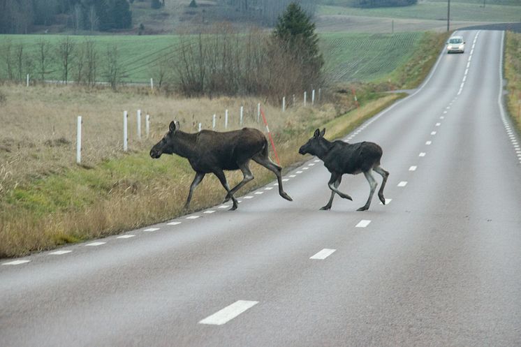 algar_pa_vagen_foto_trafikverket