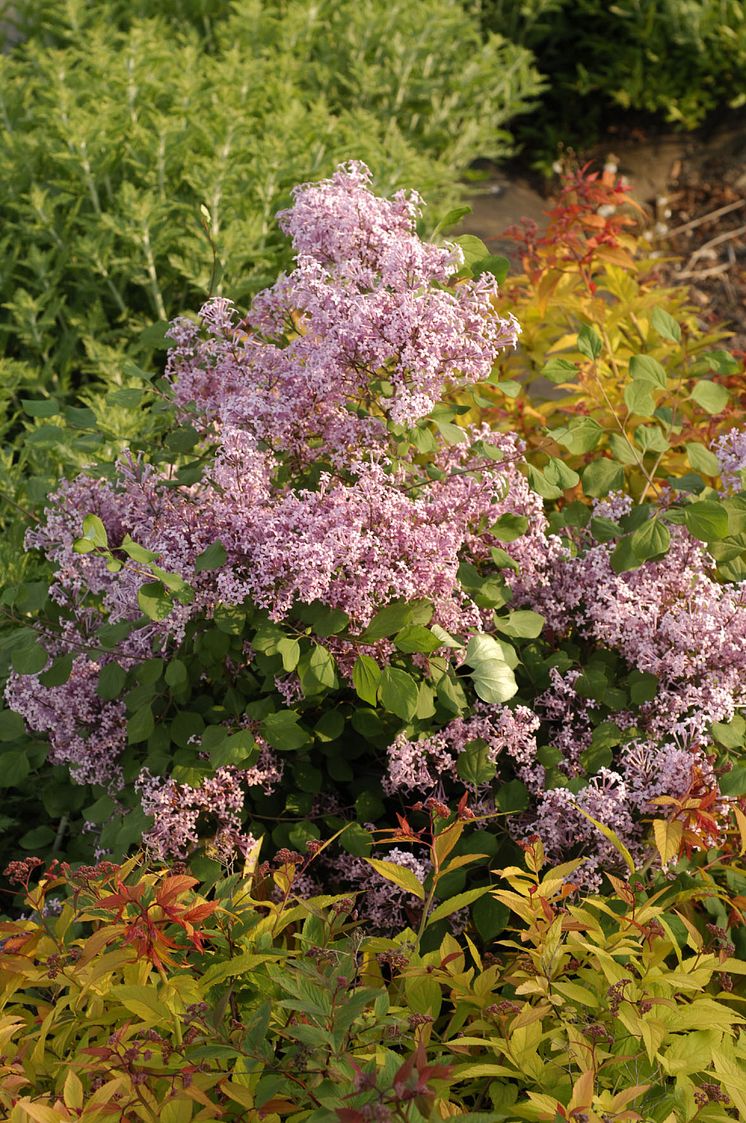 Syren Syringa 'Red Pixie'