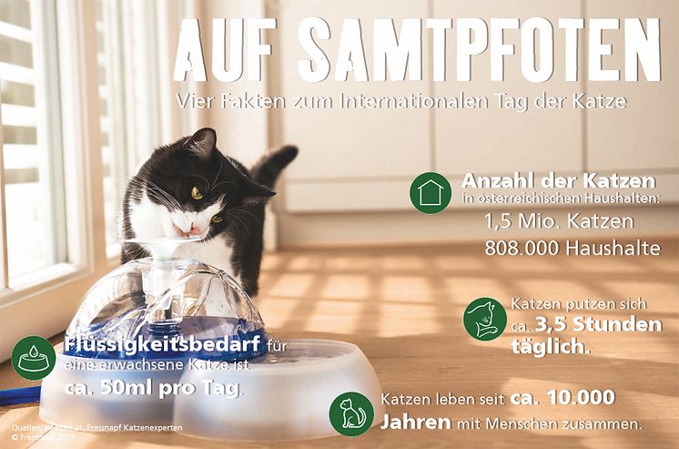 Infografik: 4 Fakten über Katzen