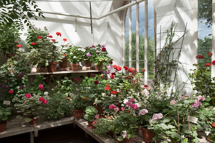 Pelargoner på Julita gård, foto: Peter Segemark, Nordiska museet