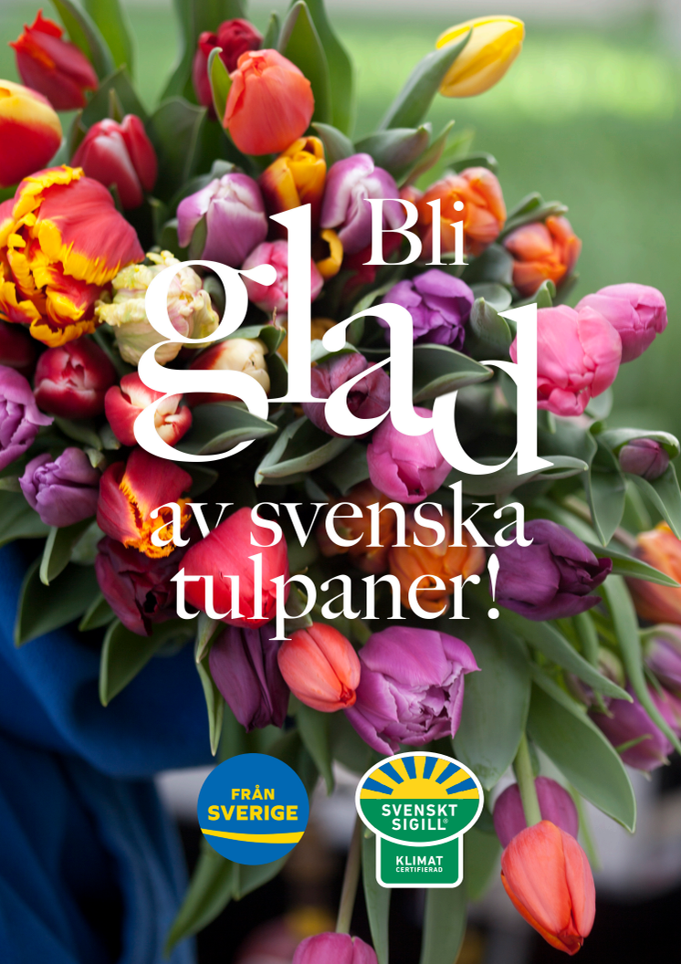 Annons Bli glad av svenska tulpaner 2021 - A4 poster för egen utskrift