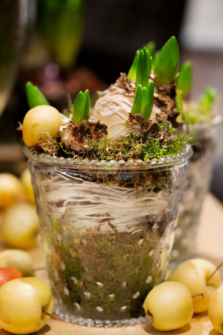 Multiflorahyacint och gula prydnadsäpplen