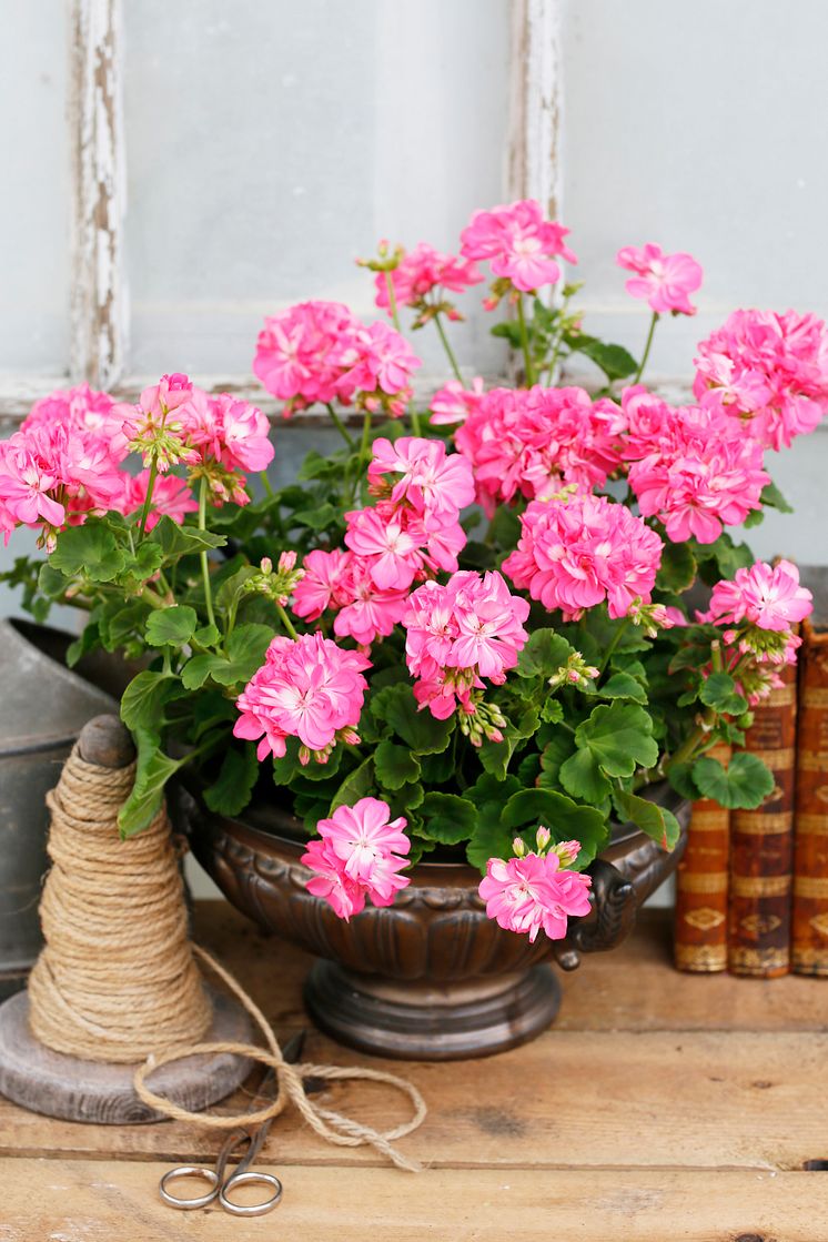 Pelargonium x hortorum ’Maria Dangel’ på inslagsbordet