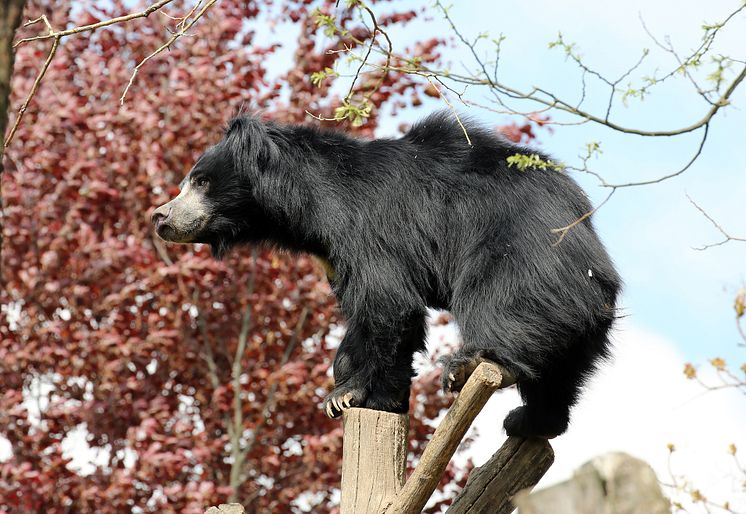 Zoo Leipzig - Lippenbärenweibchen in der Lippenbärenschlucht 