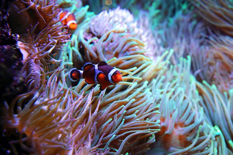 Aquarium im Zoo Leipzig - Clownfisch