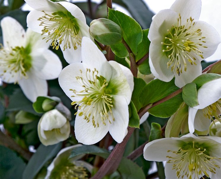 Julros helleborus orientalis