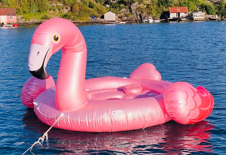 Flamingo på avveie_Foto Gjensidige.jpg
