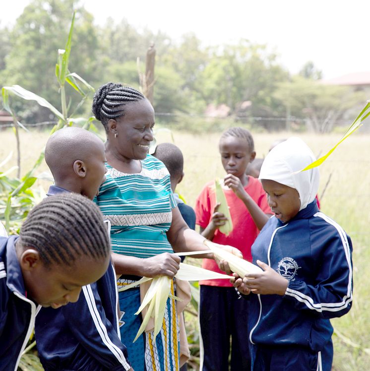 Steinerschool Mbagathi Unterrichtet Maisernte_Lin Bautze