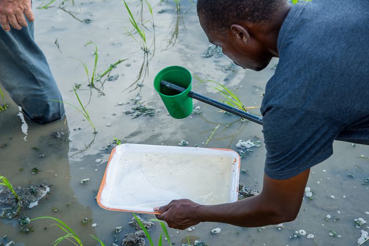 Sampling mosquitoes