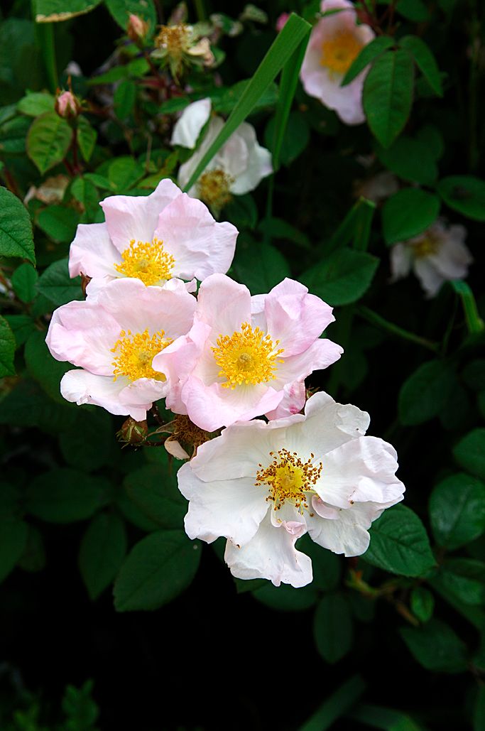 Blommor i trädgården foto Hannu Sarenström