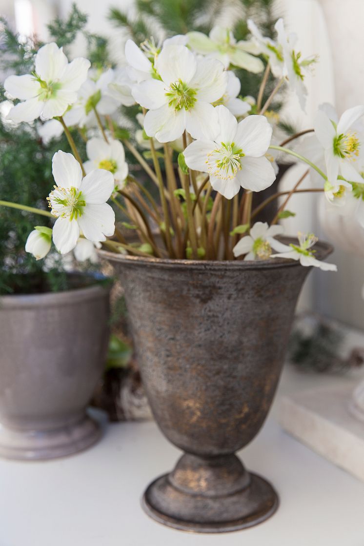 Helleborus Verboom beauty (6)