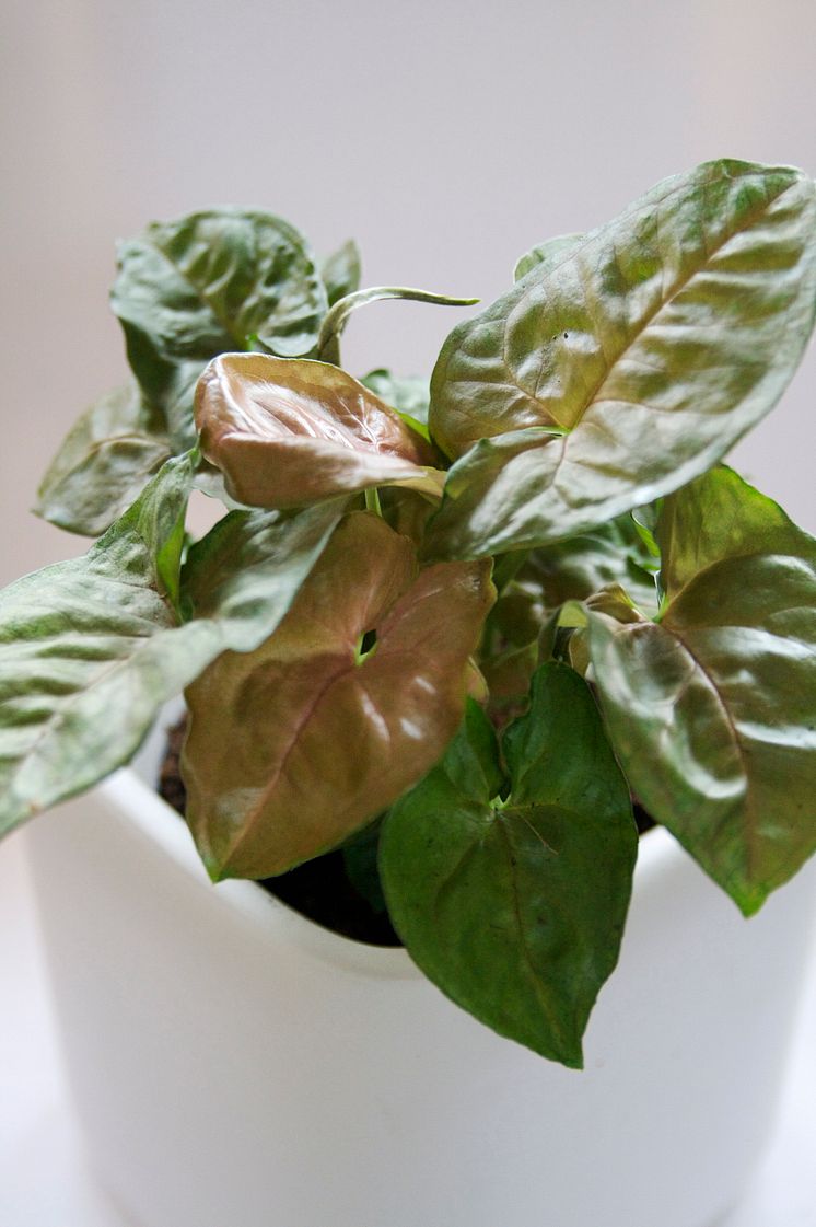 Pilspetsranka Syngonium podophyllum 'Blenda'