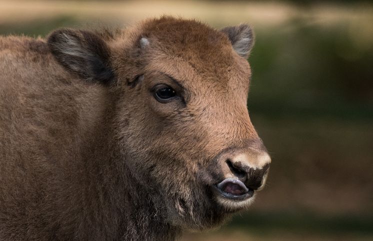 Visentkalv i Skånes Djurpark