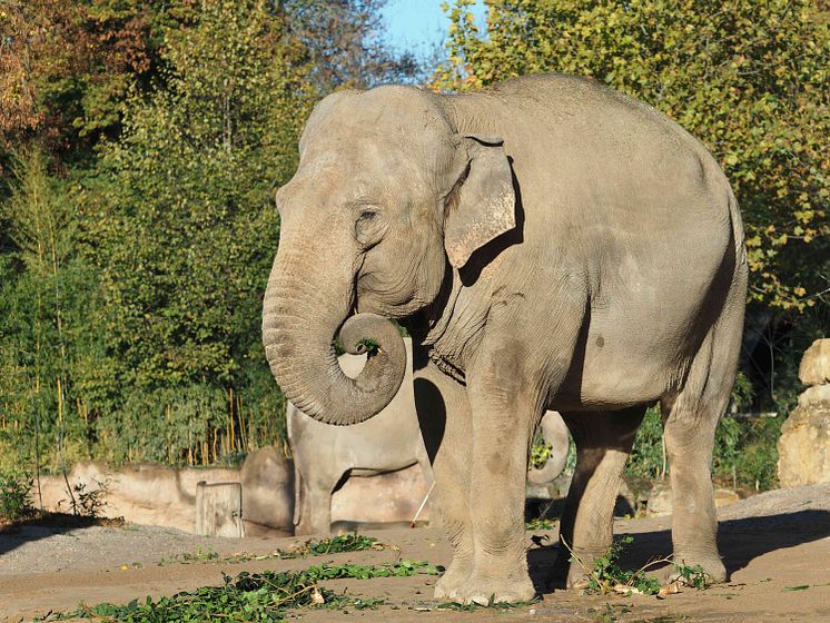 Elefantenkuh Saida auf der Außenanlage - Foto Zoo Leipzig