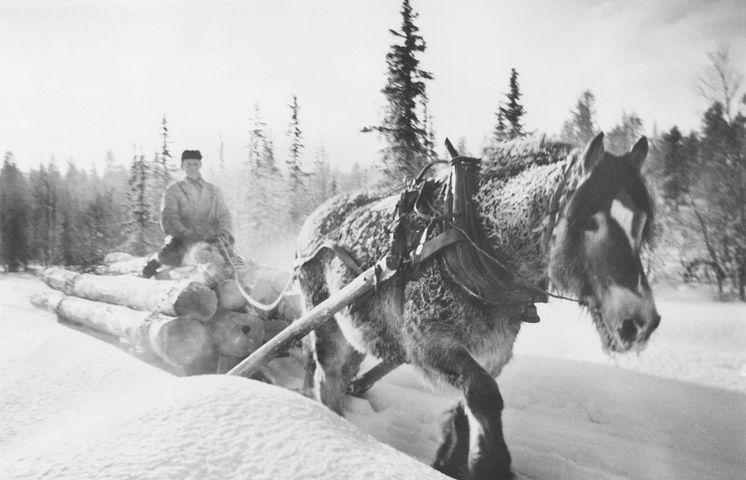 Tømmerkjøring med hest 1960
