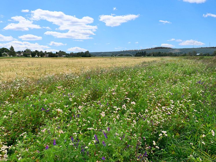 Hela Norrland blommar. Blomremsa i slutet av juli.