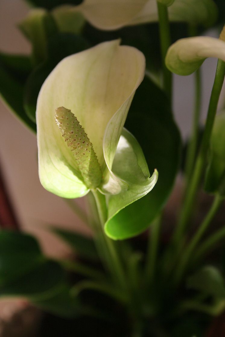 Anthurium - Rosenkalla