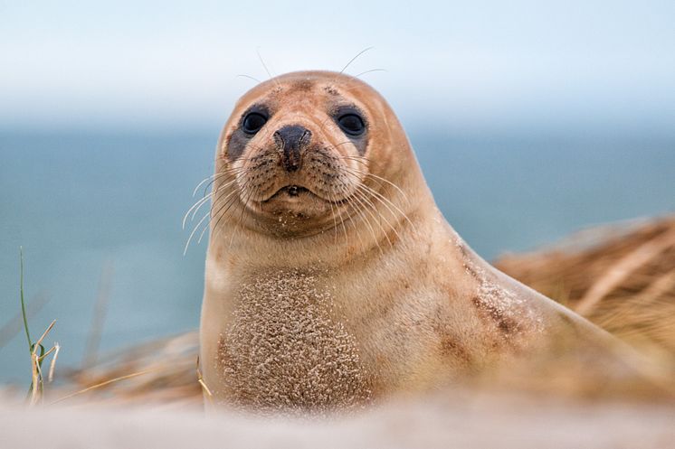 Helgoland - Gråsæl