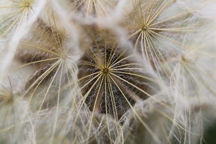 Flying seeds