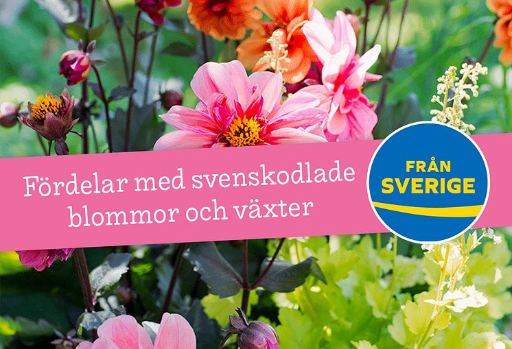 Fördelar svenskodlat