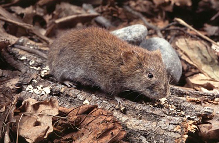 Bank voles (Myodes glareolus)