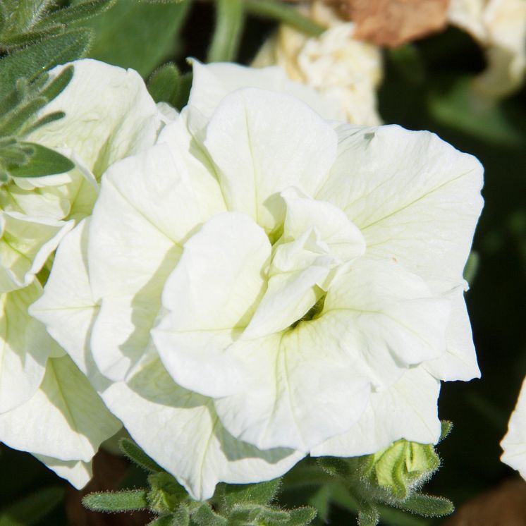 Petunia SweetSunshine Pearl