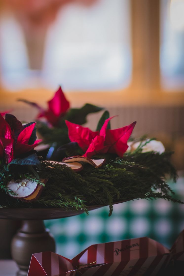 Julstjärnor hos Anna Starren 