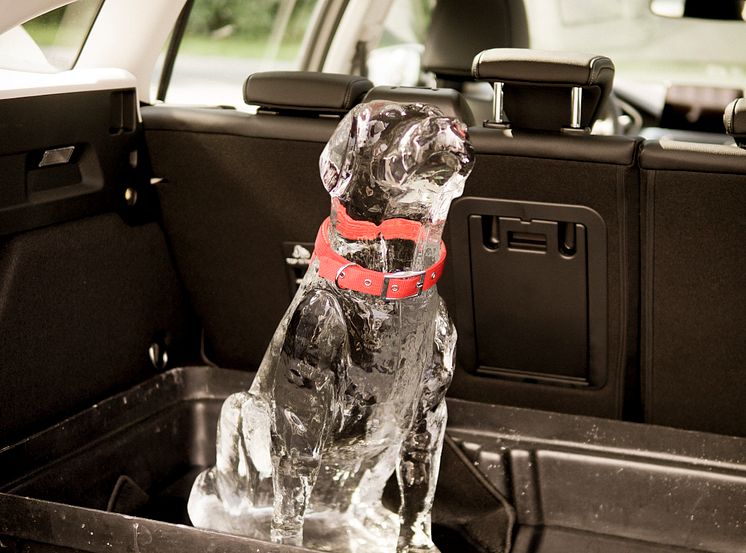 Ishund i varm bil