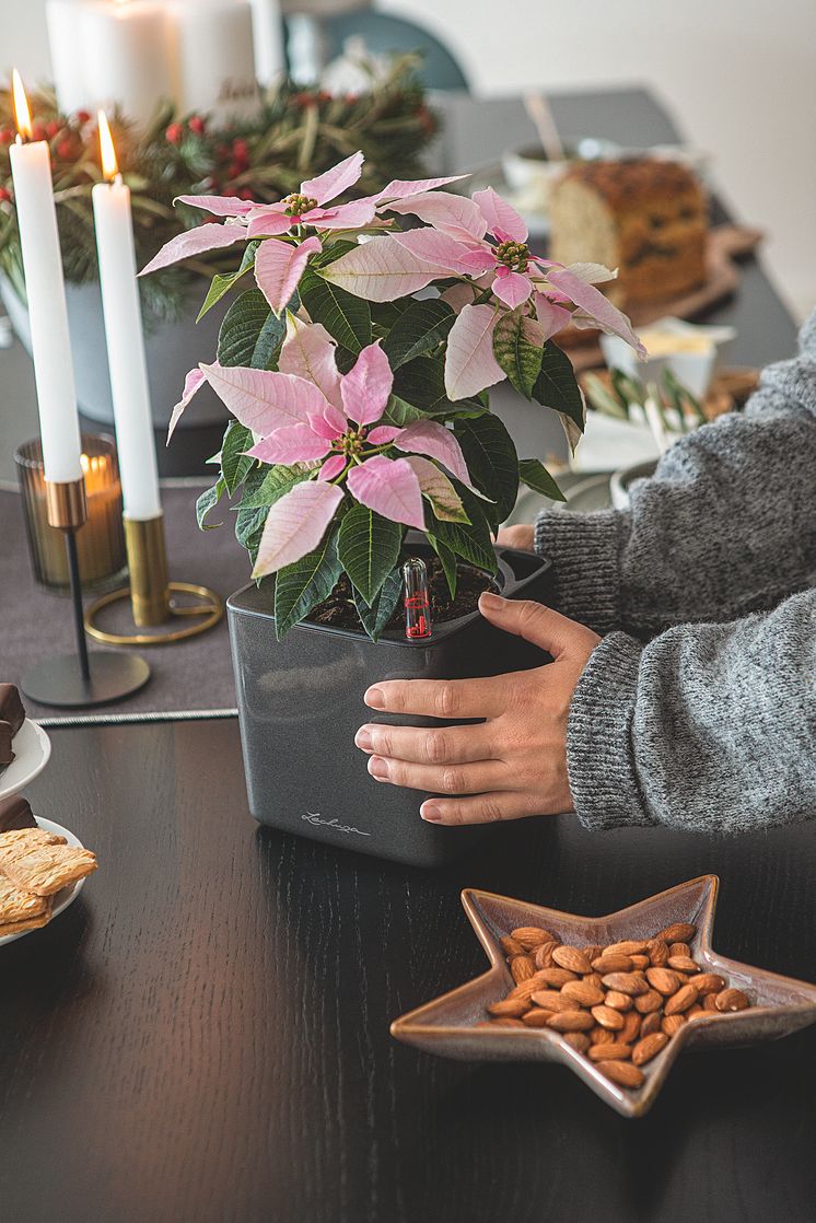 Weihnachtsdekoration mit lebendigem Grün