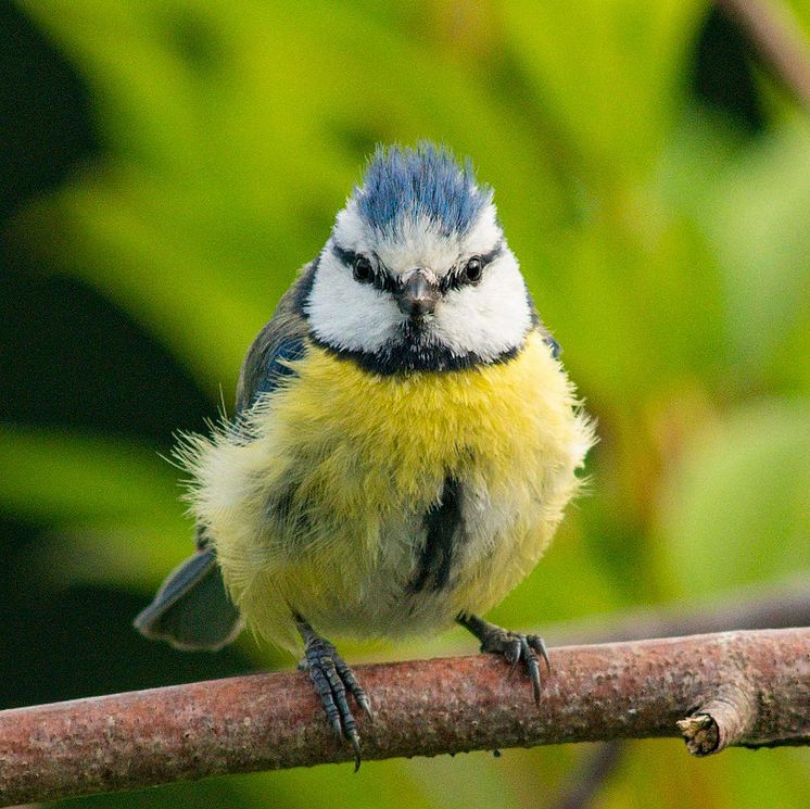 Naturbeobachtung Blaumeise.jpg