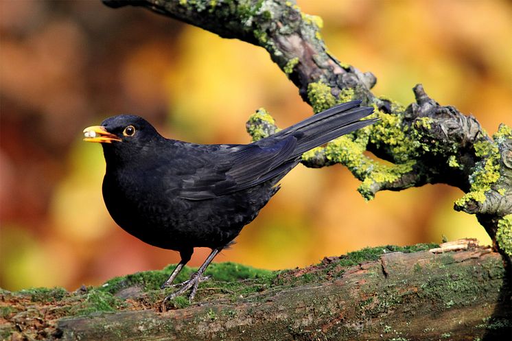 Amsel_300dpi_cmyk.jpg